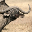 Buffalo - Ngorongoro Crater, Tanzania, Africa
