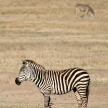 Zebra - Ngorongoro Crater, Tanzania, Africa