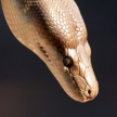 Python - Kakadu National Park, Australia