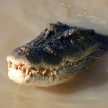 Crocodille - Kakadu National Park, Australia