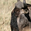 Wildebeest - Ngorongoro Crater, Tanzania, Africa