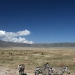 Zebra - Ngorongoro Crater, Tanzania, Africa