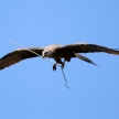 Black Kite - Ngorongoro Crater, Tanzania, Africa