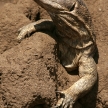 Lizard - Tanzania, Africa