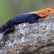 Red Headed Agama Lizard - Uganda, Africa