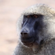 Baboon - Uganda, Africa