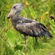 Shoebill in the Wild - Uganda, Africa