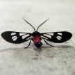 Cool Bug