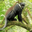 L'Hoests Monkey - Bigodi Wetlands - Uganda, Africa