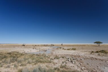 Plains Zebra in Etosha National Park, Namibia, Africa