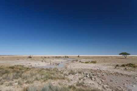 Plains Zebra in Etosha National Park, Namibia, Africa
