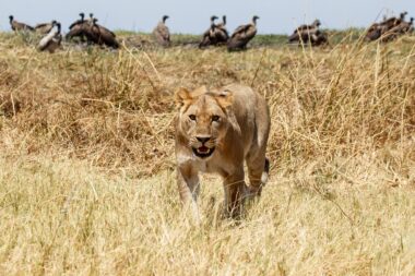 Lion at Okavango Delta - Moremi National Park in Botswana