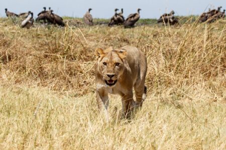 Lion at Okavango Delta - Moremi National Park in Botswana