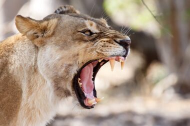 Angry Lion Growl at Okavango Delta - Moremi National Park in Botswana