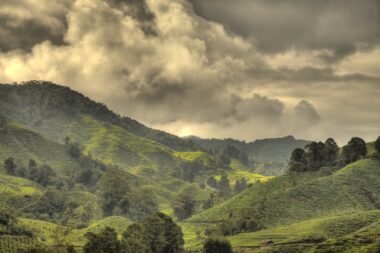 Tea Plantation, Malaysia - Cameron Highlands