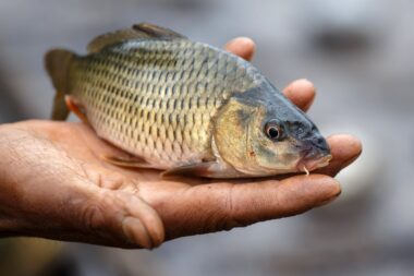A freshly caught freshwater fish in Chin Stae, Myanmar (Burma)