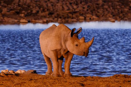 Black Rhino at Okaukuejo Waterhole in Etosha National Park in Nambia, Africa