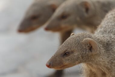 Banded Mongoose at Etosha National Park in Nambia, Africa