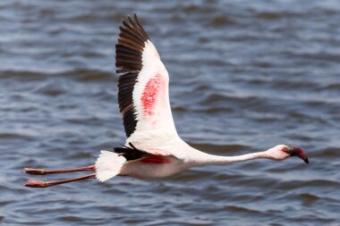 Flamingo Bird in Flight at Walvis Bay / Swakopmund, Nambia, Africa