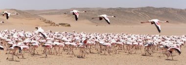 Flamingo Bird in Flight at Walvis Bay / Swakopmund, Nambia, Africa