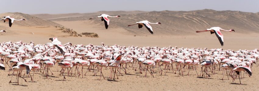 Flamingo Bird in Flight at Walvis Bay / Swakopmund, Nambia, Africa