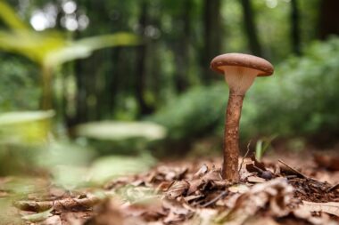 Wild Mushroom Growing in Forest, Northern Thailand