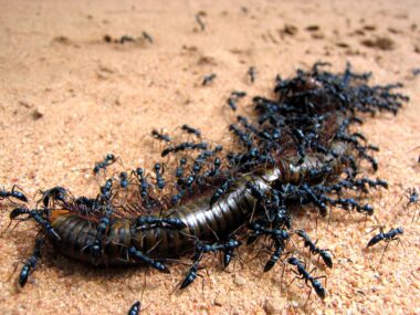 These hungry ants were not willing to let this big juicy centipede go to waste.