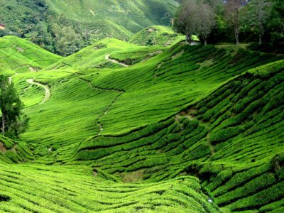 Cameron Highlands Tea Plantations
