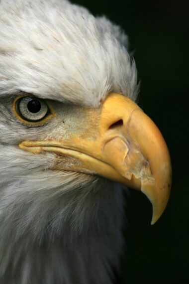 Mt Roberts, Juneau, Alaska, USA