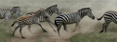 Serengeti Safari, Tanzania, Africa