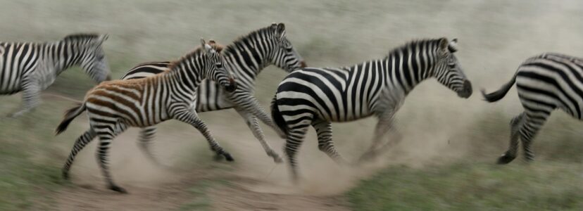 Serengeti Safari, Tanzania, Africa