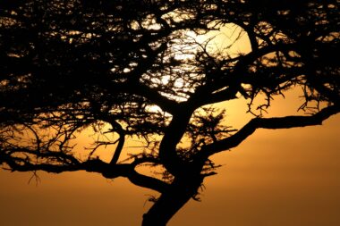 Sun Setting over Serengeti Wildlife Conservation Area, Safari, Tanzania, East Africa