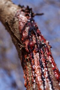 Tree Trunk Bleeding Sap in Chobe National Park, Botswana, Africa