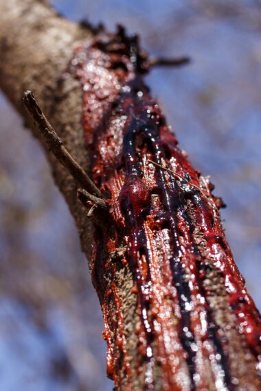 Tree Trunk Bleeding Sap in Chobe National Park, Botswana, Africa