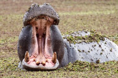 Hippopotamus in Okavango Delta - Moremi National Park in Botswana