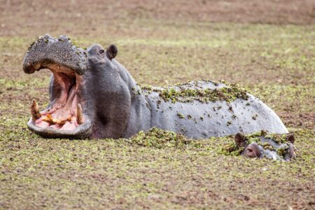 Hippopotamus in Okavango Delta - Moremi National Park in Botswana