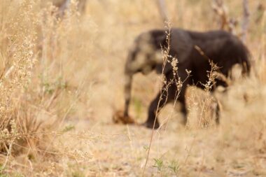 African Elephant in Okavango Delta - Moremi National Park in Botswana