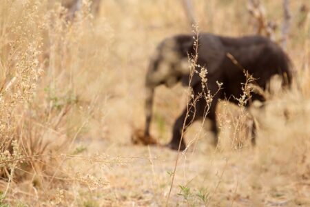 African Elephant in Okavango Delta - Moremi National Park in Botswana