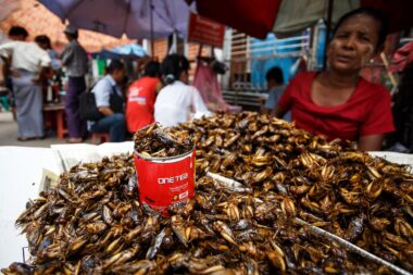 YANGON, MYANMAR - JUNE 12 2015: Lady street vendor selling cockroaches on one of the hottest recorded days before monsoon season in Yangon, Myanmar.