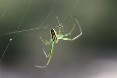 Mt. Wuyi Shan, China