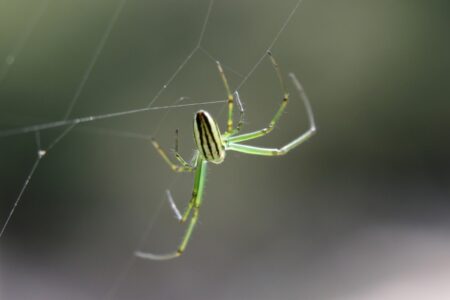 Mt. Wuyi Shan, China