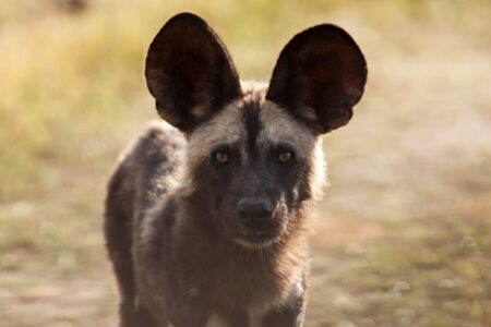 African Wild Dog at Okavango Delta - Moremi National Park in Botswana